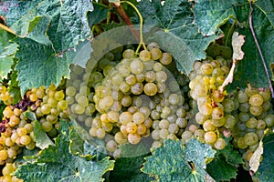 Ripe ready to harvest Semillon white grape on Sauternes vineyards in Barsac village affected by Botrytis cinerea noble rot, making