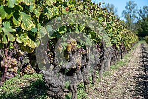 Ripe ready to harvest Semillon white grape on Sauternes vineyards in Barsac village affected by Botrytis cinerea noble rot, making