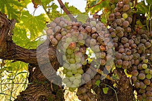 Ripe ready to harvest Semillon white grape on Sauternes vineyards in Barsac village affected by Botrytis cinerea noble rot, making