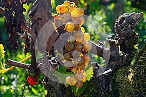 Ripe ready to harvest Semillon white grape on Sauternes vineyards in Barsac village affected by Botrytis cinerea noble rot, making