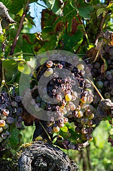 Ripe ready to harvest Semillon white grape on Sauternes vineyards in Barsac village affected by Botrytis cinerea noble rot, making