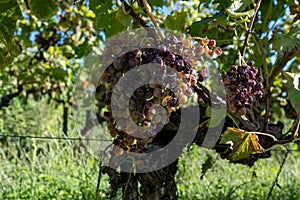 Saboreo de mezclado vino tinto vino la ciudad sobre el a la izquierda Banco de estuario Francia. taza 