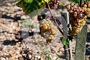 Ripe ready to harvest Semillon white grape on Sauternes vineyards in Barsac village affected by Botrytis cinerea noble rot, making