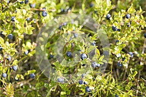 Wild blueberries