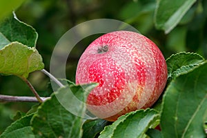 Ripe red appetizing juicy apple with striped skin