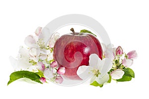 Ripe Red Apple with Blossom Isolated on White