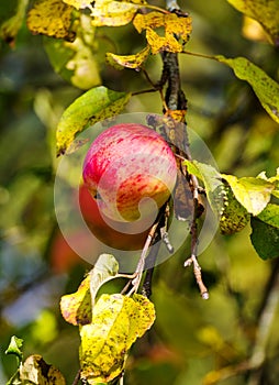 Ripe red apple on branch