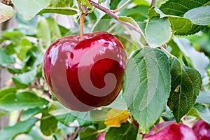 Ripe red apple on a branch.