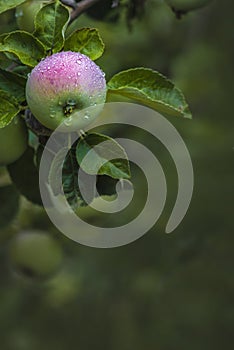 Ripe red apple close-up with sun rays and apple orchard. Rural garden frame ripe red apples on a tree. It's