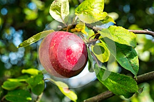 Ripe red apple growing on tree