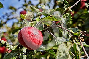 A ripe red apple hangs on branch of an apple-tree