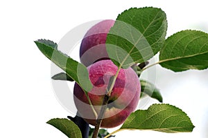 Ripe a red apple in raindrops on a branch of an apple tree