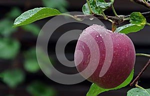 Ripe a red apple in raindrops on a branch of an apple tree.