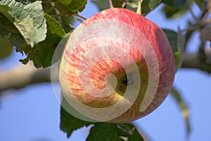 Ripe red apple on tree