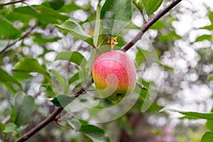 Ripe red Apple on tree branch in green foliage. Apple of temptation. Symbol of sin