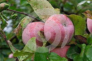 Ripe red appleas on the tree. Organic apples. Fruit without chemical spraying. Orchard.