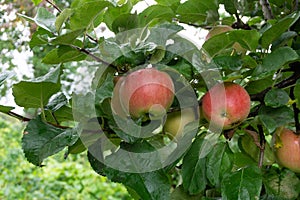 Ripe red appleas on the tree. Organic apples. Fruit without chemical spraying. Orchard.