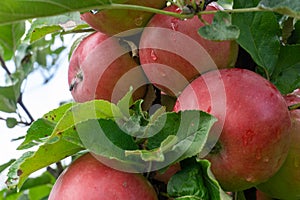 Ripe red appleas on the tree. Organic apples. Fruit without chemical spraying. Orchard.