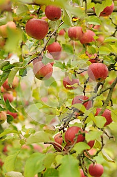 Ripe red apples