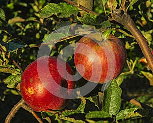 Ripe red apples are affected by scab