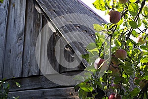 Ripe red apples on an apple tree in front of a wooden wall on an old village in Belarus