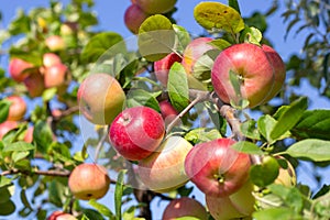 Ripe red apples on an apple tree on a sunny summer day. Rich harvest of fruits in the garden
