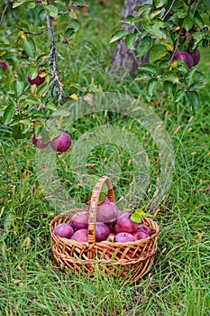 Ripe red Apples in a Basket Outdoor