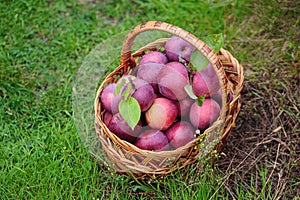 Ripe red Apples in a Basket Outdoor