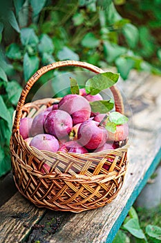 Ripe red Apples in a Basket Outdoor