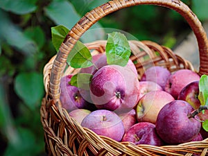 Ripe red Apples in a Basket Outdoor