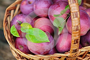 Ripe red Apples in a Basket Outdoor