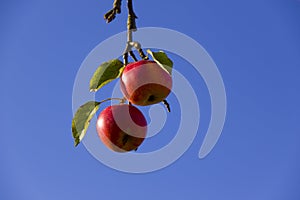 Ripe red apples and blue sky