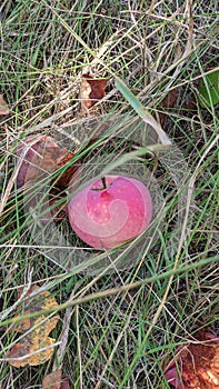 Ripe red apples fall from the tree and begin to spoil in the dry grass in autumn