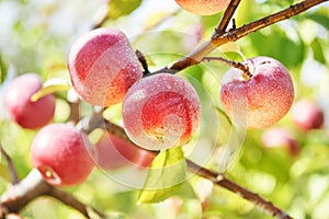 ripe red apples fruits in orchard in summer.