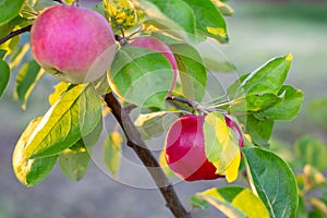 Ripe red apples grow on an apple tree branch in an orchard. Growing healthy sweet fruits