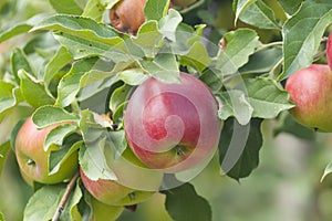 Ripe red apples grow on a tree