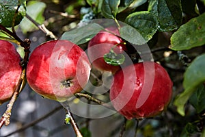 The ripe red apples hang on branch of an apple tree