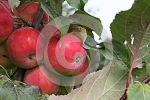 Ripe red apples Ranet on a branch photo