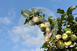 Ripe red apples Ranet on a branch in the garden photo