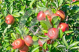 Ripe red apples on the tree branch