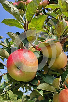 Ripe red apples on tree