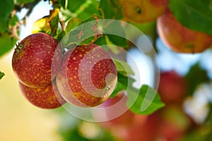 Ripe red apples on a tree with green leaves from below. Organic and healthy fruit growing on an orchard tree branch on a