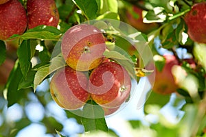 Ripe red apples on a tree with green leaves from below. Organic and healthy fruit growing on an orchard tree branch on