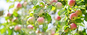 Ripe red apples on tree in orchard garden. Harvesting period