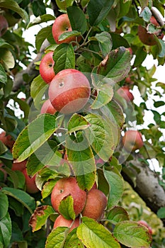 Ripe Red Apples on a Tree Ready for Picking