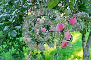 Ripe red apples on the trees in the apple orchard. Fruit harvest concept.