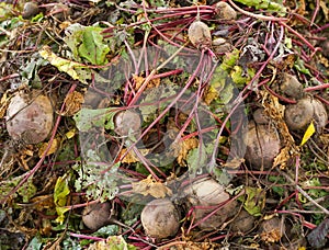 Ripe red beetroot laying on the ground. Ingathering. Vegetable background.