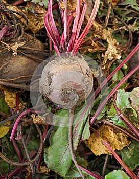 Ripe red beetroot laying on the ground. Ingathering. Vegetable background.