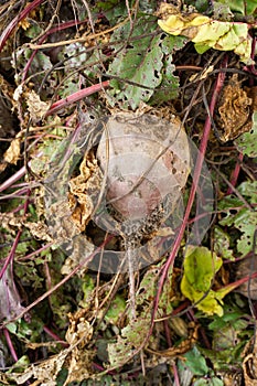 Ripe red beetroot laying on the ground. Ingathering. Vegetable background.