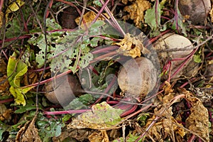 Ripe red beetroot laying on the ground. Ingathering. Vegetable background.